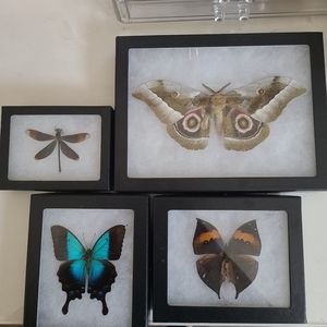 Vintage Moth/Butterfly/Dragonfly Taxidermy